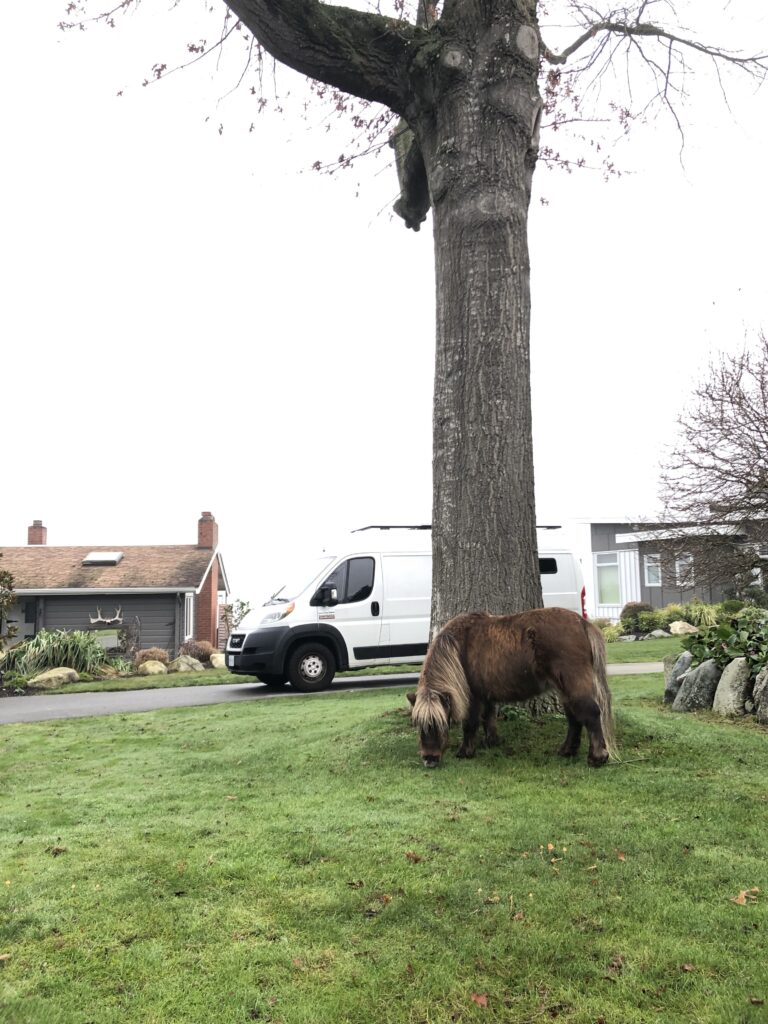 A picture of our campervan and the mini horse we pet sat. In between the van and the horse is a very tall tree. What a great experience!