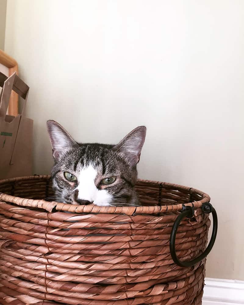 A picture of a cat we pet sat in South Carolina sitting in a wicker basket. All you can see if the cats head from the nose up. So cute!