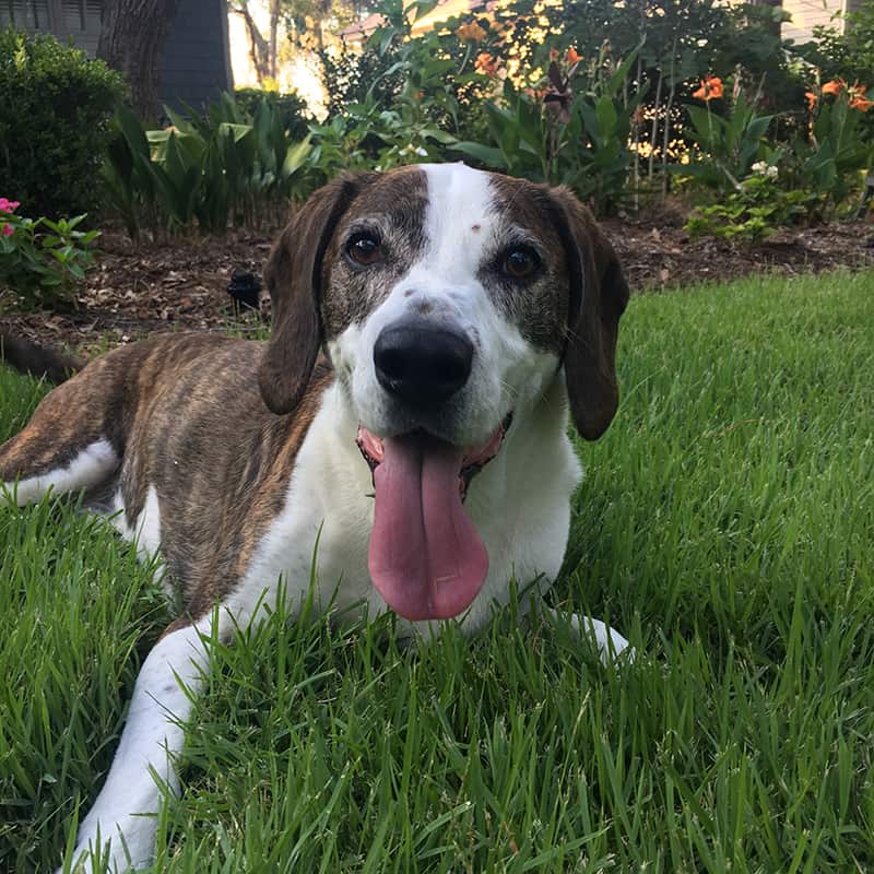 A picture of Chuckles, a pit bull beagle mix and the sweetest guy around Sea Pines.