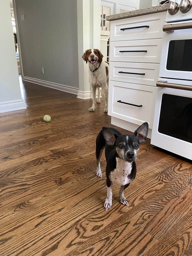 A picture of Dewey and Haddock in Haddock's kitchen looking for food.