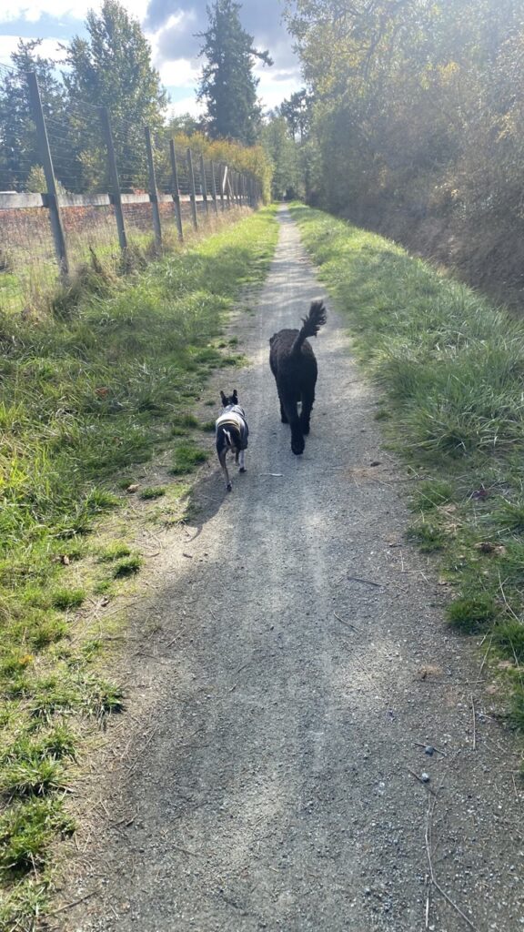 A picture of our dog Dewey on a walk with a dog we cared for through Trusted Housesitters. Piper and Dewey loves their walks together.