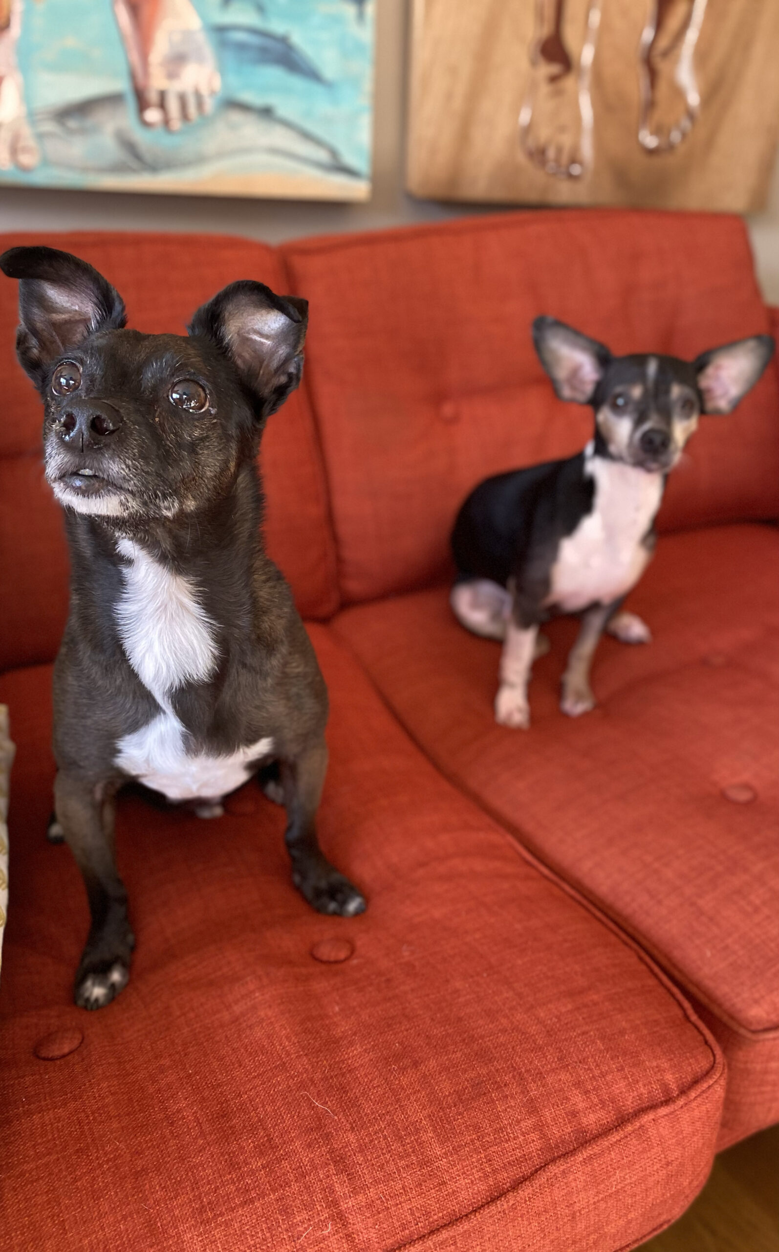A picture of our dog Dewey sitting on a red sofa next to a dog we cared for in Oakland. Wally is a very good boy!