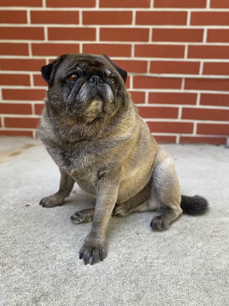 A picture of Kosmo, a rotund grey pug who is so full of love. This Trusted Housesitters review talks about how great it is to care for other peoples' pets.