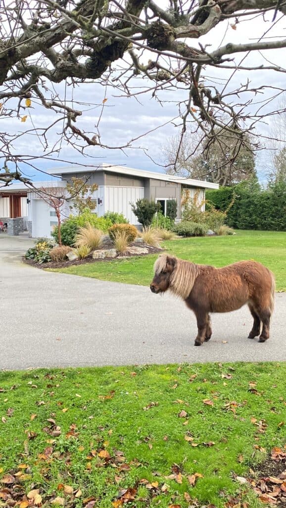 A photo of the mini horse we pet sat. This Trusted Housesitters review highlights that you can stay in diverse and interesting places.