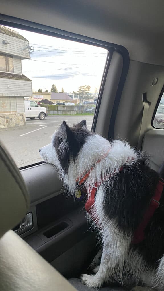 A picture of a wet border collie in the back seat of a pick up truck with its head out the window.
