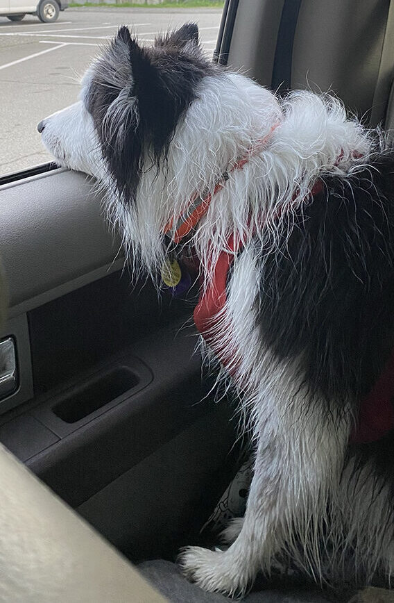 A picture of a wet border collie named Skye who we loved taking to the ocean for long walks. As this Trusted Housesitters review states, pet sitting is a lot of responsibility, but boy are the pets cute!