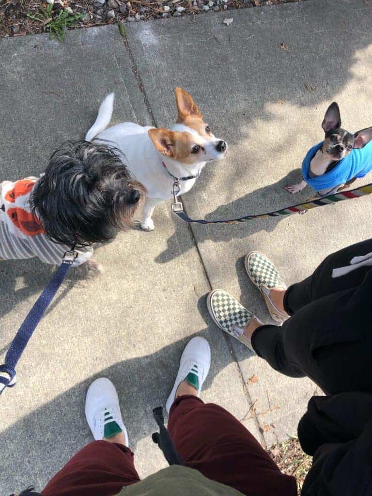A picture of Donna and Karen's feet on the pavement and sitting by their feet are three dogs, Shelby, Banjo, and our dog Dewey. We're experienced pet sitters here to give an honest Trusted Housesitters review.