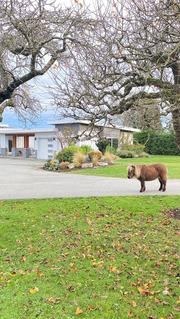 A picture of the mini horse we cared for through Trusted Housesitters standing outside of the owners home.