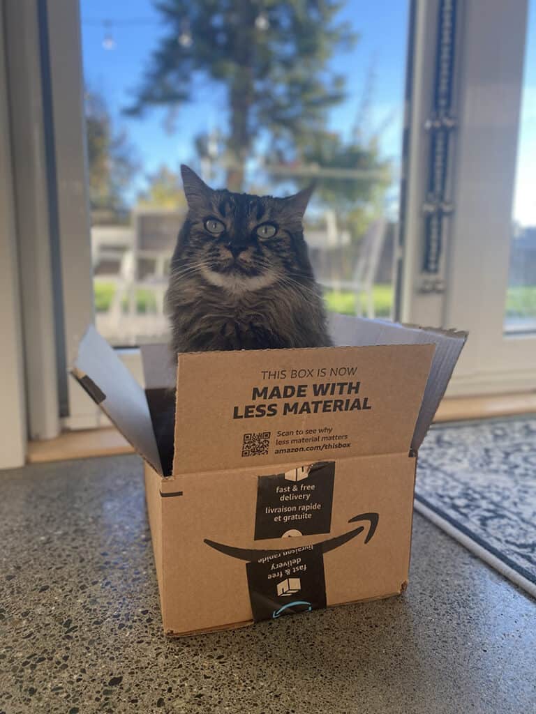 A picture of Cassidy the cat sitting in an Amazon box. We loved taking care of cats on Trusted Housesitters.