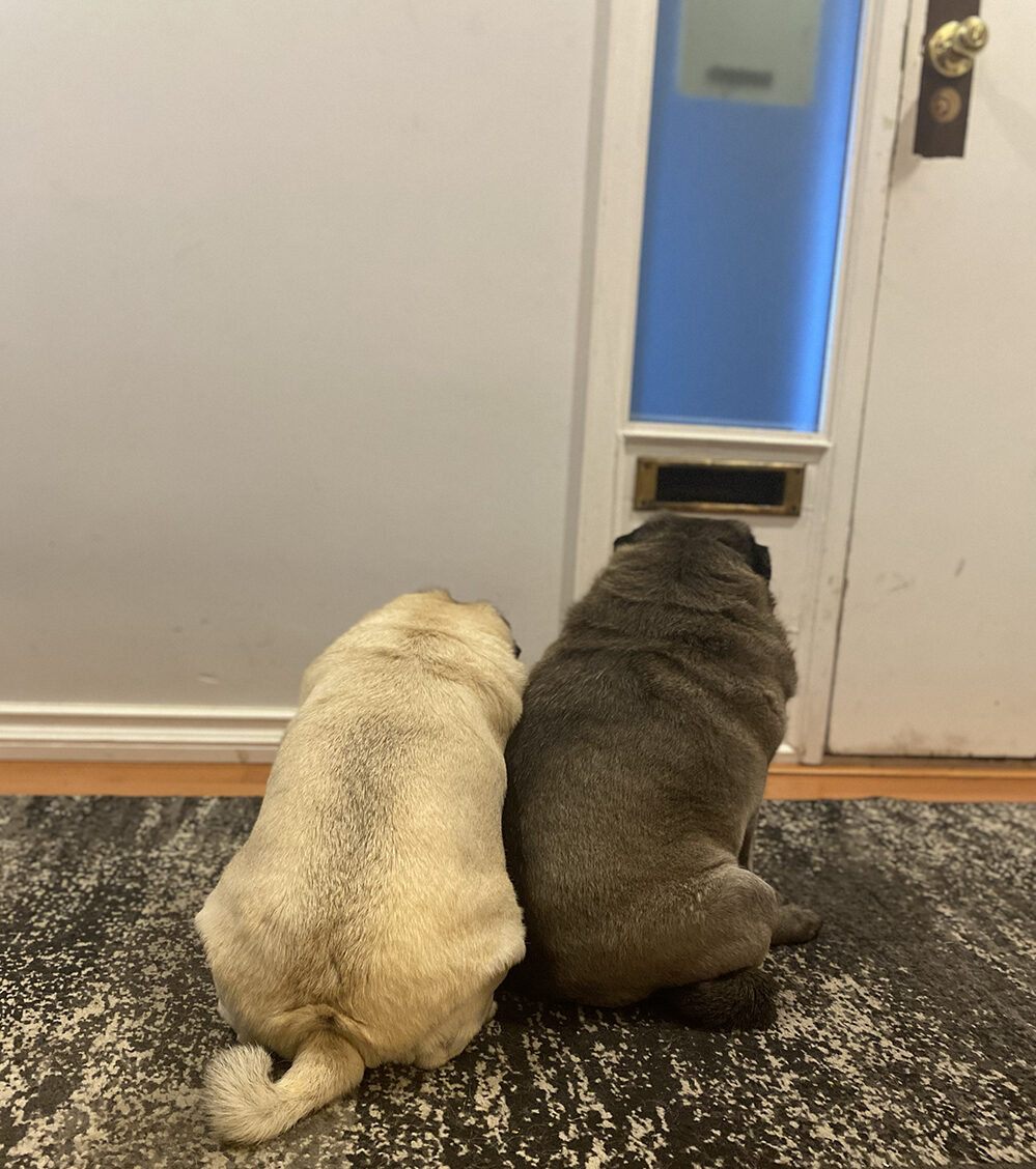 A picture of two pugs sitting facing the front door. The picture is taken from behind so you see their backs. This dogs missed their owners for a couple of days.