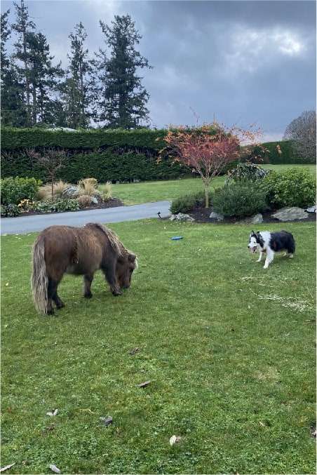 A picture of Skye the border collie and Sheba the mini horse playing in the yard together. Our farm experience really upped our expertise level as trustworthy trusted housesitter reviewers.