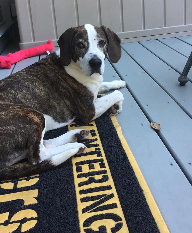 A picture of Chuckles, an adorable Pit Bull/Beagle mix we pet sat in Charleston, South Carolina through Trusted Housesitters.