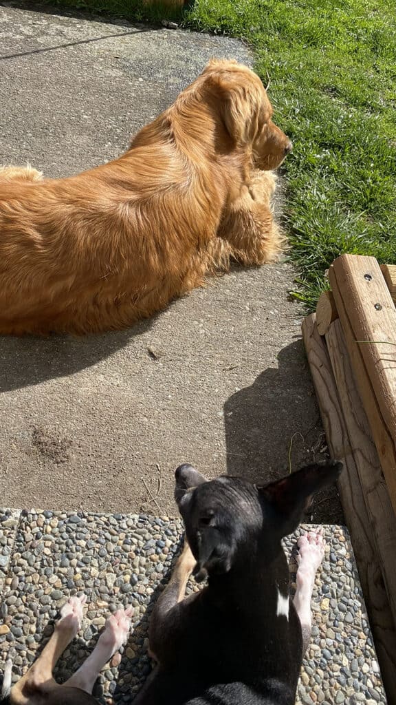 A picture of our dog Dewey sitting outside with Monteau, a 100 pound golden retriever.