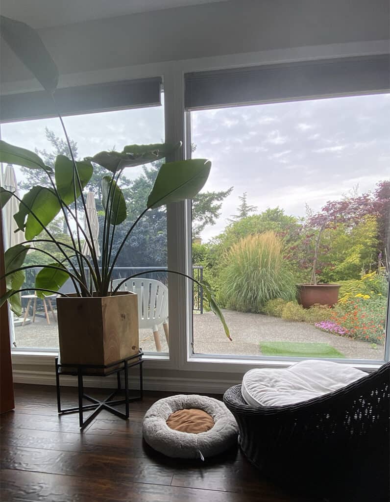 A view from inside the office looking outside to the garden. This Trusted Housesitters home is stunning!