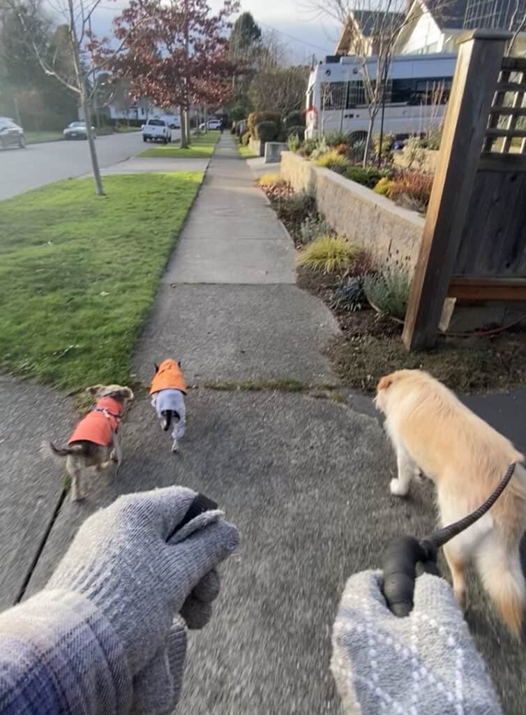 A picture of us walking the three boys - our dog Dewey plus Tiger and Oscar, our most frequently sat pets on Trusted Housesitters.