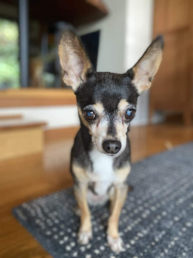 Sweet little Hazel was a senior chihuahua that we cared for and she stole our hearts. May she rest in peace.