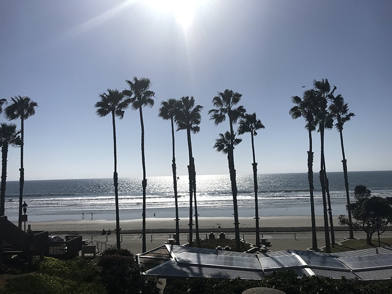 A picture of palm trees by the beach in California.