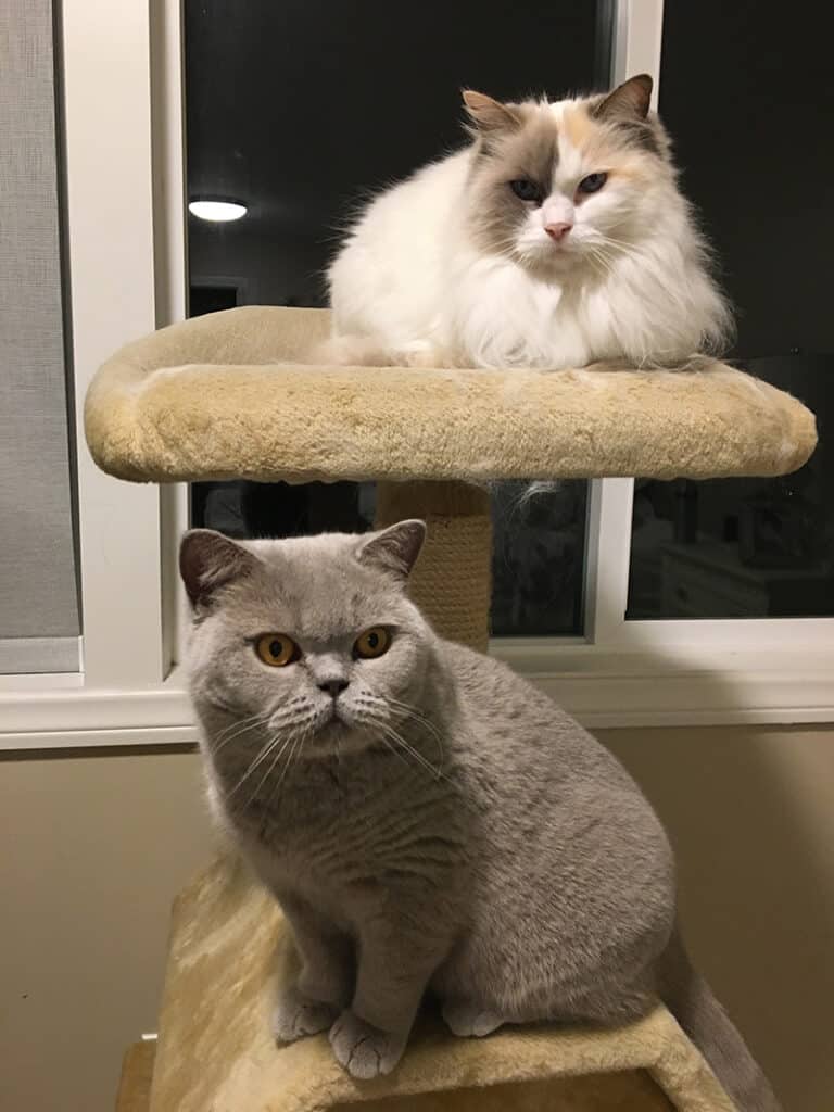 A picture of a pair of cats that we sat for in Oceanside, California sitting on a beige cat tree. One cat is a grey scottish fold and the other is a white fluffy cat.