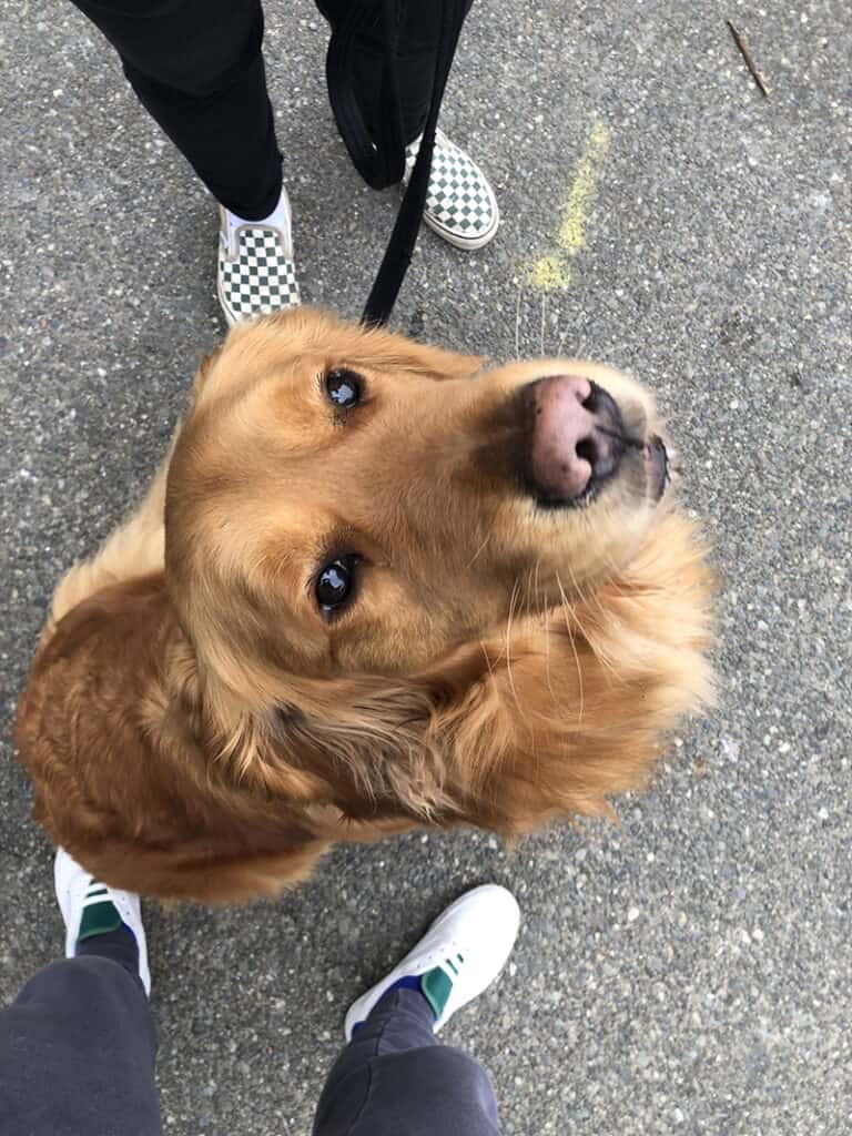 Monteau is a huge, lovable golden retriever that we cared for through Trusted Housesitters.