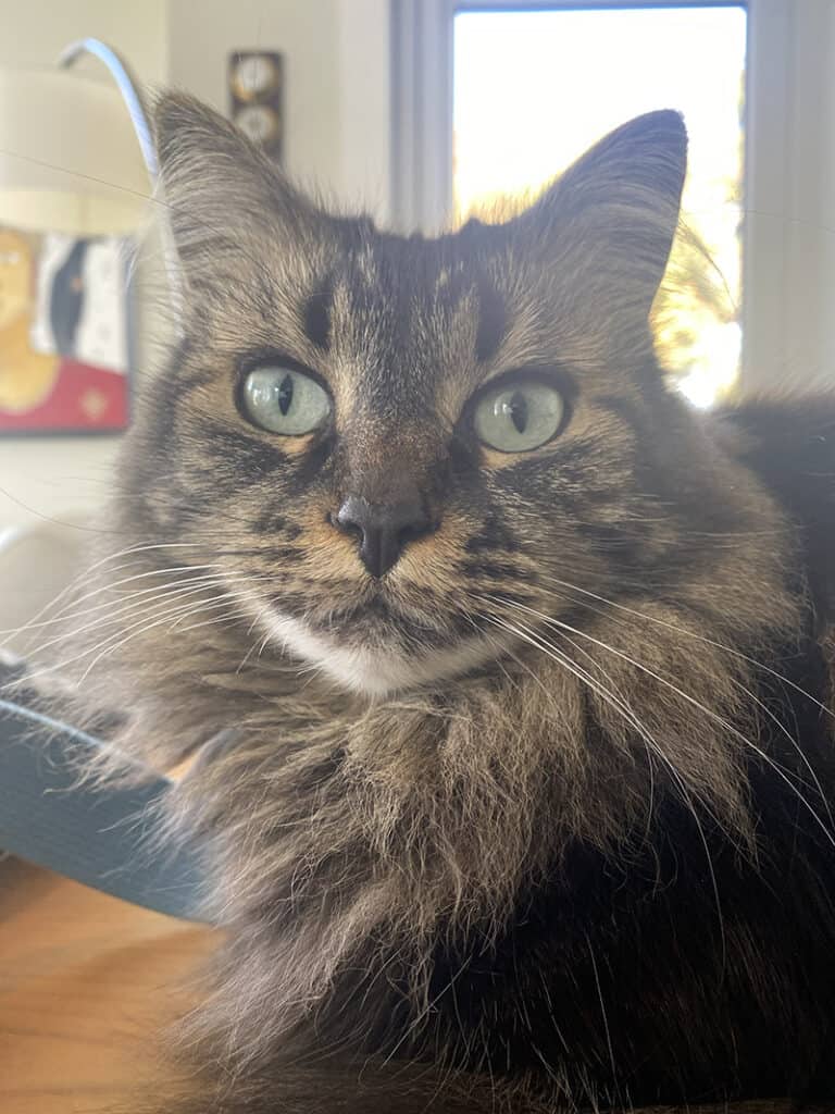 A picture of Cassidy the cat, a sassy and beautiful part maine coon cat. In this Trusted Housesitters review we suggest cat sits!