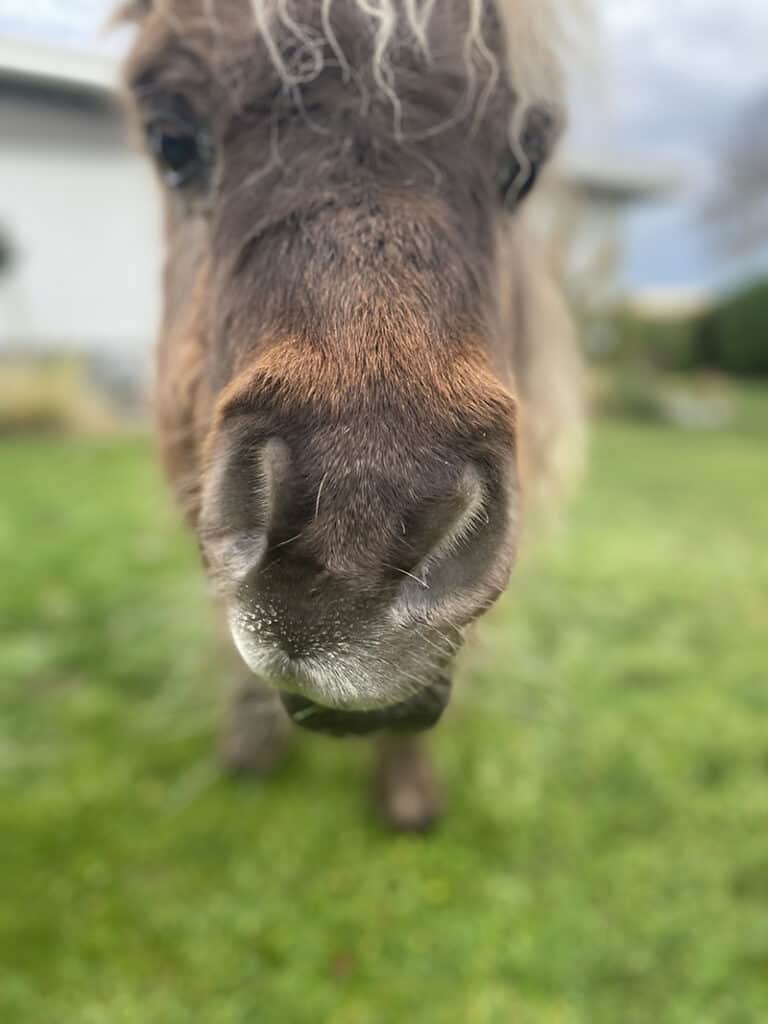 A close-up face picture of the mini horse we cared for through Trusted Housesitters.