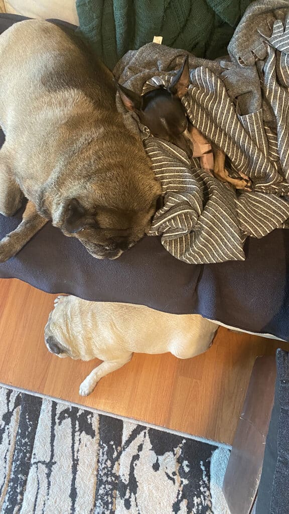 A picture of Dewey and the two pugs we cared for through Trusted Housesitters snoozing the day away.
