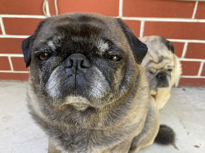 A picture of Kosmo and Molly, the sweetest duo of pugs you'll ever meet.