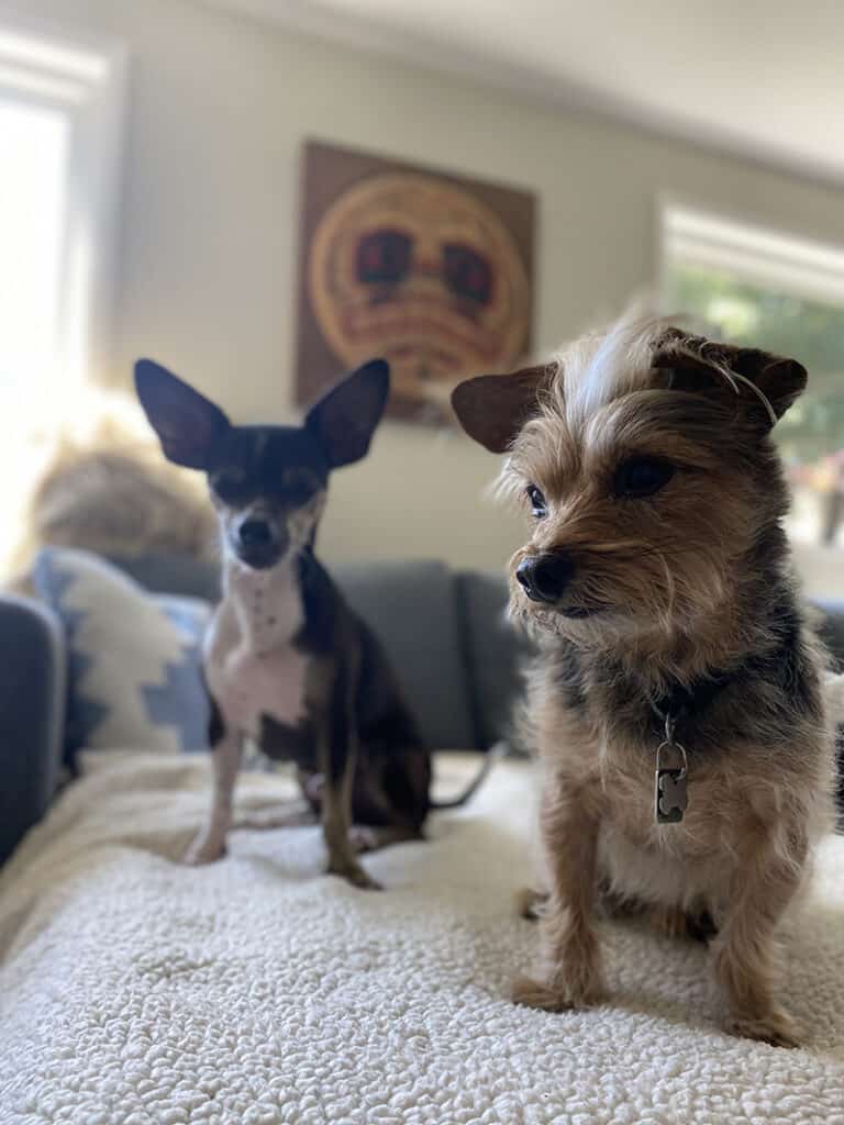 A picture of Dewey and his good buddy Tiger. These two small dogs are the cutest!
