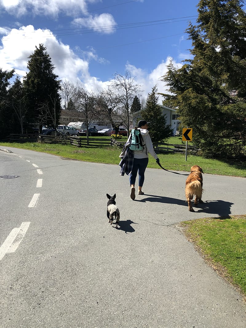 A picture of Karen walking Monteau, a massive golden retriever, with Dewey trailing behind off-leash.