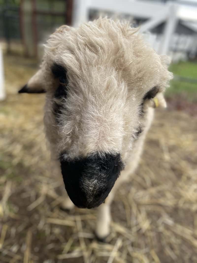 A picture of one of the two sheep that we cared for. Sheep are beautiful and sweet, but can also be quite pushy come feeding time.