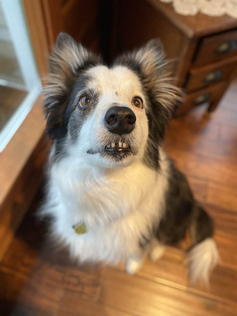 A picture of Skye, a border collie, that we cared for along with a mini horse and two sheep. We loved caring for farm animals!