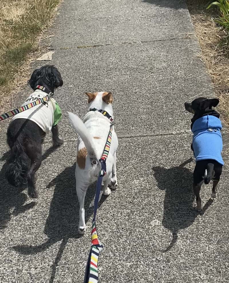 A picture of Dewey walking off-leash while Shelby and Banjo are walked on-leash. 