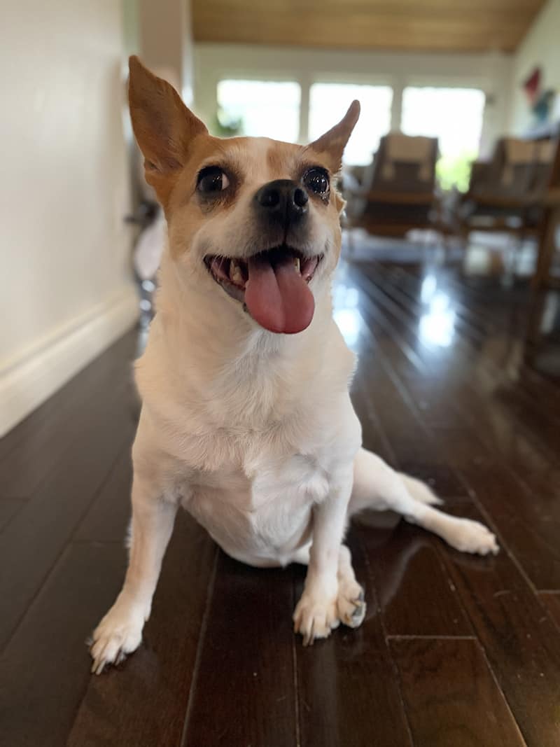 A picture of Shelby, the sweetest chihuahua/terrier mix around! This Trusted Housesitters review would not be complete without her!