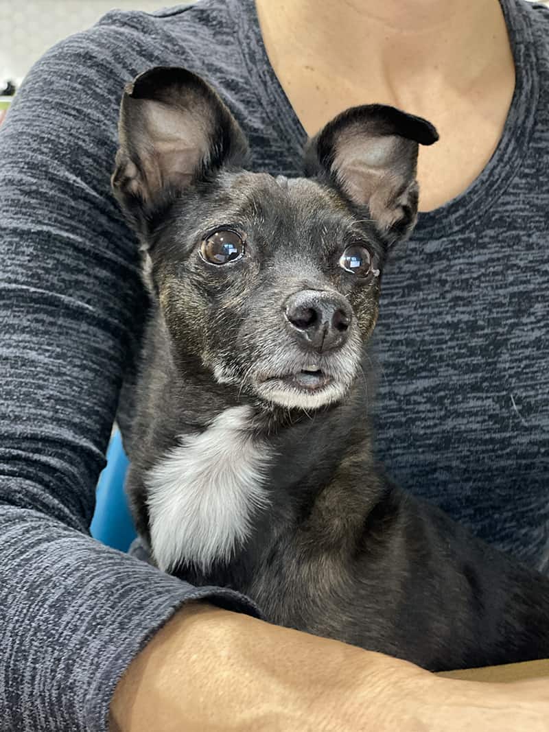 A picture of Wally sitting on Donna's lap as she works. Trusted Housesitters brings tons of pet cuddles. Are you ready for that?