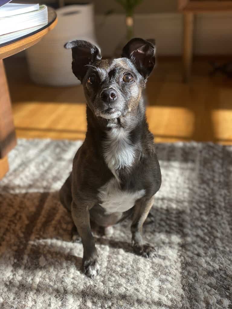 A picture of Wally, a black chihuahua mix who is full of personality and lacks personal space. This Trusted Housesitters review mentions that there are a lot of pet cuddles, and Wally is here to give them!