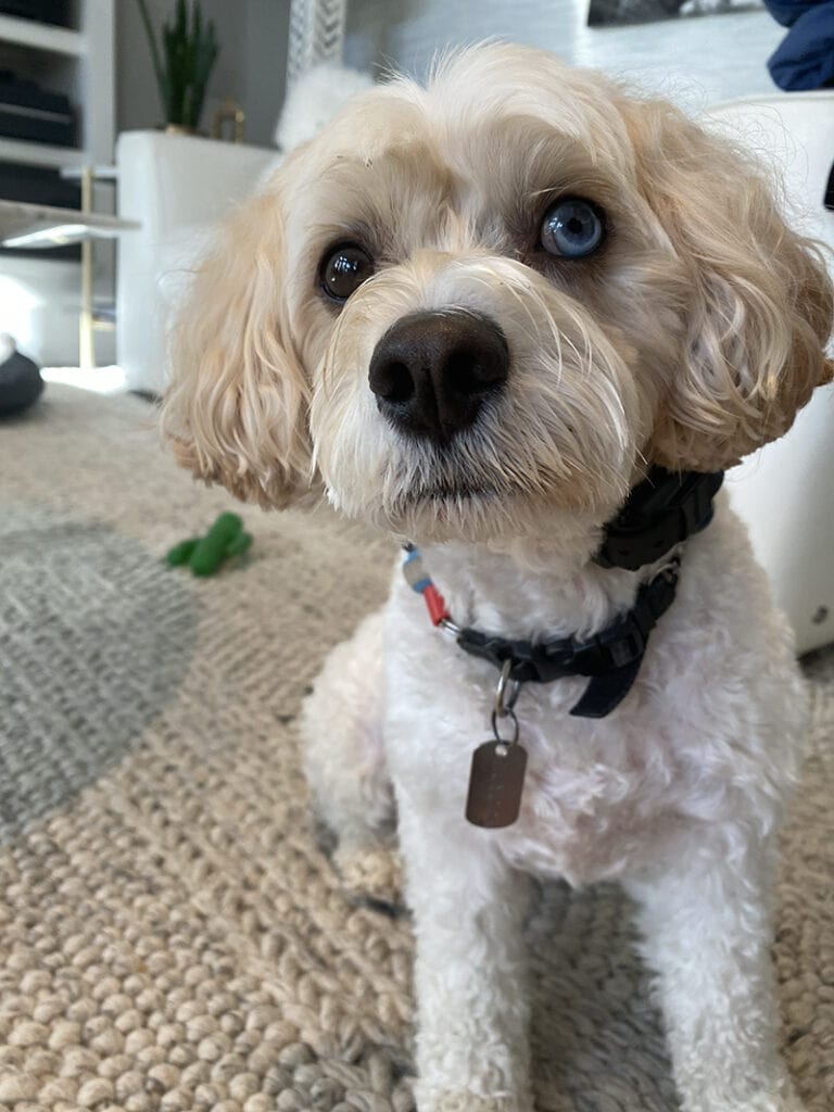 Gordie the Cavipoo is a very good boy.