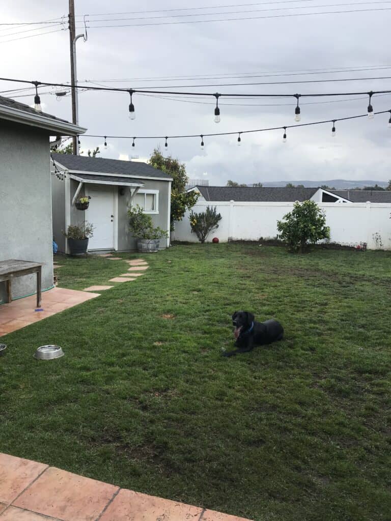 A beautiful backyard and chocolate lab in California. We love to travel to different Trusted Housesitter locations.