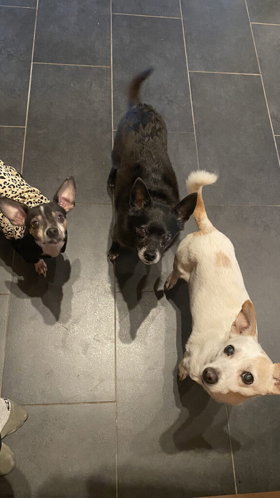 A picture of our dog Dewey with his senior chihuahua friends he met through Trusted Housesitters.