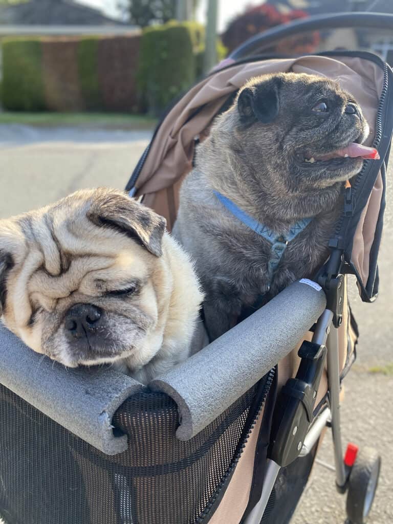A picture of the two pugs we pet sat through Trusted Housesitters in a stroller.