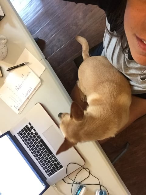 A picture of Karen working with Kona the dog on her lap.
