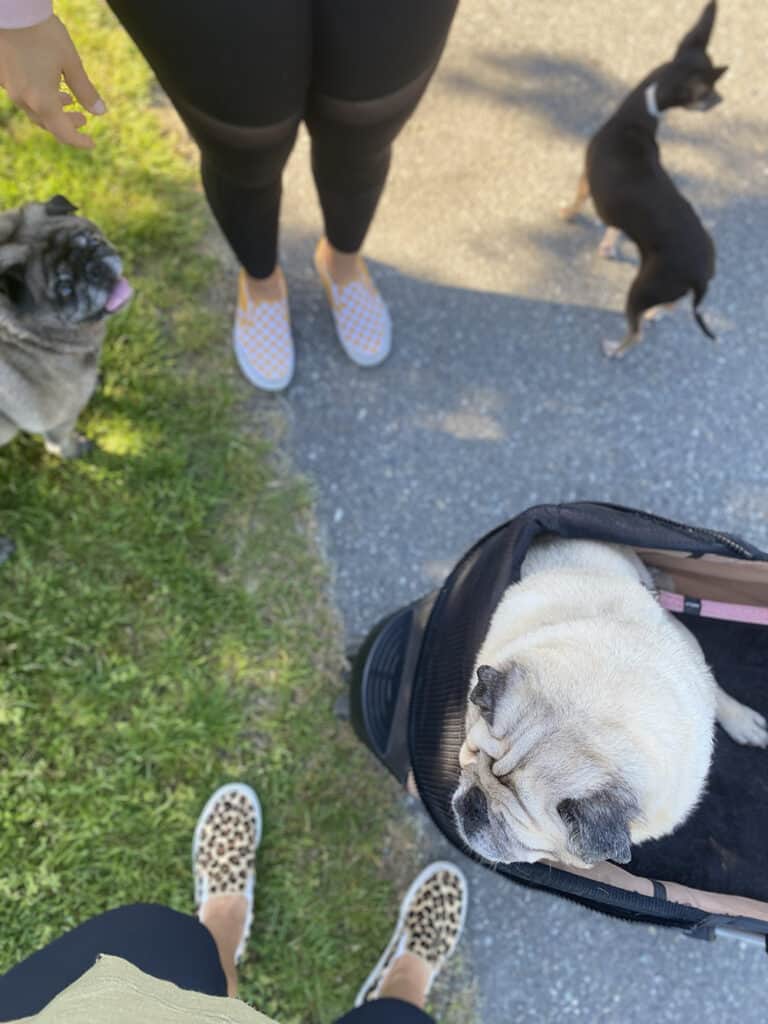 A picture of our feet with Dewey and Kosmo standing and Molly is in the stroller.
