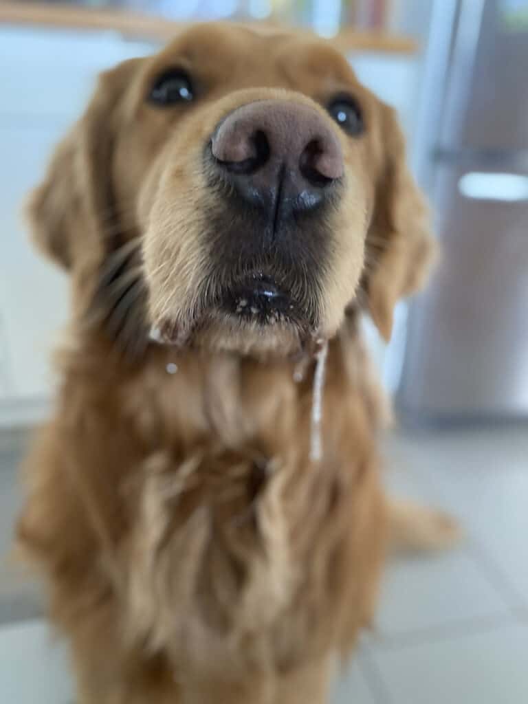 A picture of Monteau, a giant golden retriever drooling.