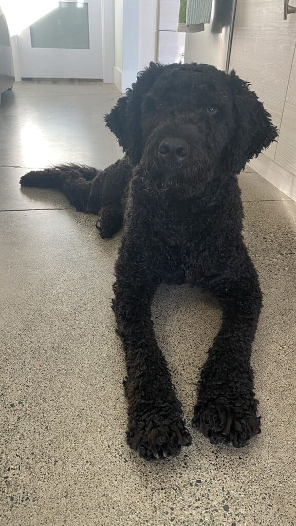 Piper, a beautiful black Portuguese water dog sitting on her concrete floor.