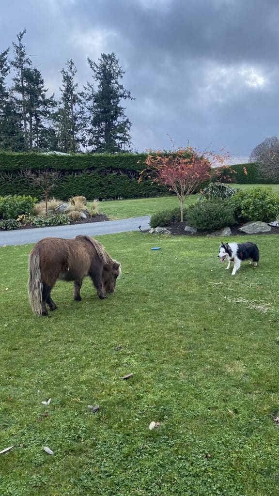 A picture of the border collie and the mini horse we pet sat through Trusted Housesitters