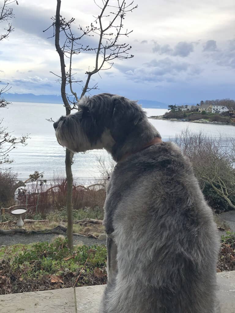 A picture of Tilly sitting on her back deck overlooking the ocean. This is the best backyard view we've had so far using Trusted Housesitters.